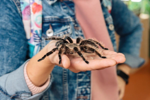 Odrasle tarantule mogu dostići veličinu dlanа