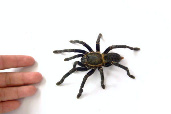 Da li je ujed tarantule opasan i smrtonosan
